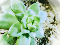 -有才叔的小馆(招商依云曲江店)