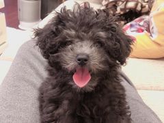 -翊宠yipet猫狗购宠庄园犬舍•猫舍