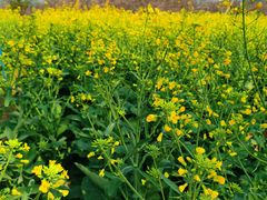 -天适樱花悠乐园