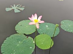 -荷花荡