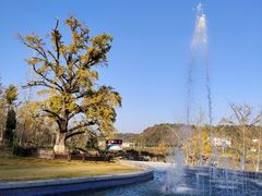 -千年银杏谷文化旅游区