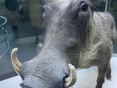 -国家自然博物馆