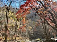 -关门山森林公园