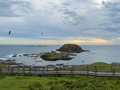 -企鹅岛