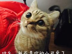 -艾贝尔宠物医院·狂犬免疫点(江山金象城店)