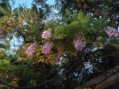-花溪公园