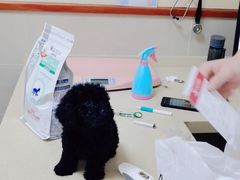 -艾贝尔宠物医院 ·内科全科(梁溪路店)