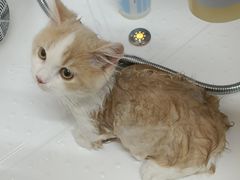 -babydoll猫舍·米努特·德文·缅因(久光中心店)
