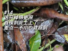 -长洲岛