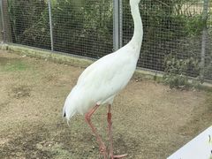 -盐城丹顶鹤湿地生态旅游区