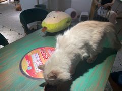 -喵喵咪呀布偶猫咖(春熙路店)