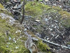 -五营红松林海景区