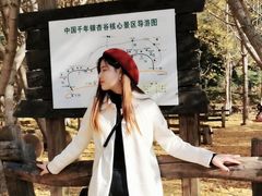 -千年银杏谷文化旅游区