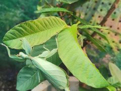 -上海大自然野生昆虫馆(东方明珠·爬宠昆虫探索中心)