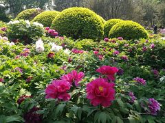 -莲花池公园
