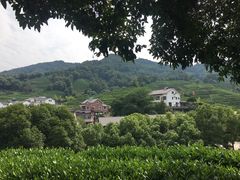 -阿巧茶庄