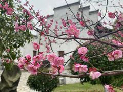 -八大山人梅湖景区