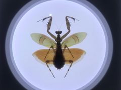 -上海昆虫博物馆