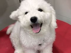 -小呆的宠物店·宠物售卖·宠物寄养(城西店)