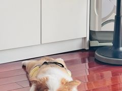 -翊宠yipet猫狗购宠庄园犬舍•猫舍