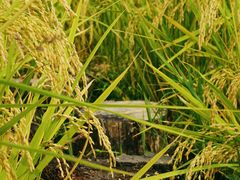 -紫鹊界梯田景区