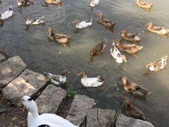 -上海海湾国家森林公园