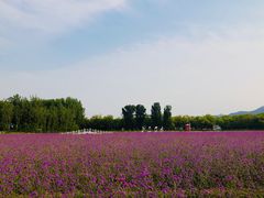 -北京东方普罗旺斯薰衣草庄园
