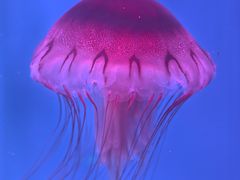 -芜湖新华联大白鲸海洋公园