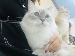 -糯米喵星人·撸猫猫舍咖啡馆(西市场嘉华店)