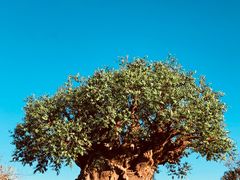 -奥兰多迪士尼动物王国乐园