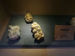 -陕西自然博物馆