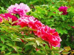 -莲花池公园