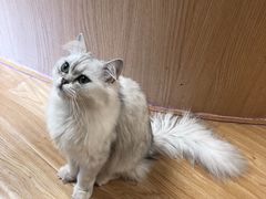 -猫和宫(六道口店)