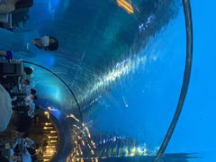 -海棠湾洲际-涛·海底餐厅·美人鱼·自助餐·海底隧道