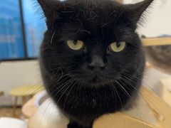 -有喵·猫咖·狗咖·30几只猫10只小狗(岗厦店)
