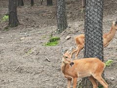-沈阳森林动物园