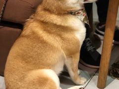 -柴务处·柴犬主题狗咖