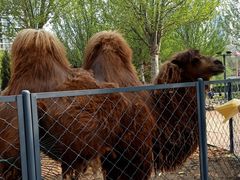 -长白岛森林公园