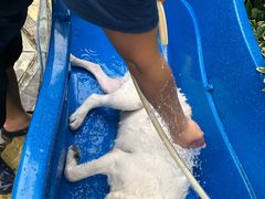 -汪说喵讲宠物乐园宠物酒店(红星美凯龙店)