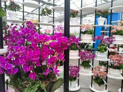 -荷兰花海