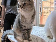 -喵小馆·猫咖狗咖猪咖·饮品店