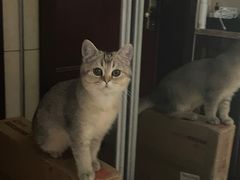 -瑞鹏宠物医院犬猫全科(真大分院)