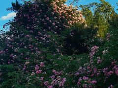 -奥林匹克森林公园北园-停车场