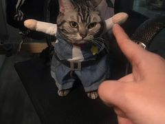 -伟伟宠物医院·CT影像中心·瑞派犬猫综合性门诊(汉口总院)
