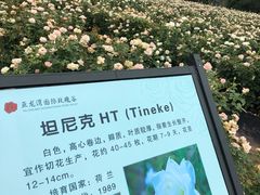 -亚龙湾国际玫瑰谷