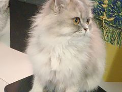 -平行世界·猫咖(首经贸店)