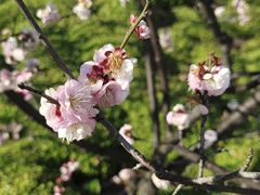 -新虹桥中心花园