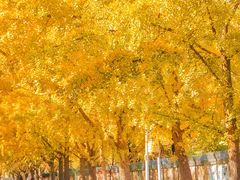 -三里屯东五街银杏大道