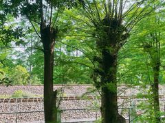 -西湖风景区-江洋畈生态公园