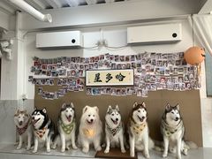 -星多哈·狗咖·拼豆·咖啡